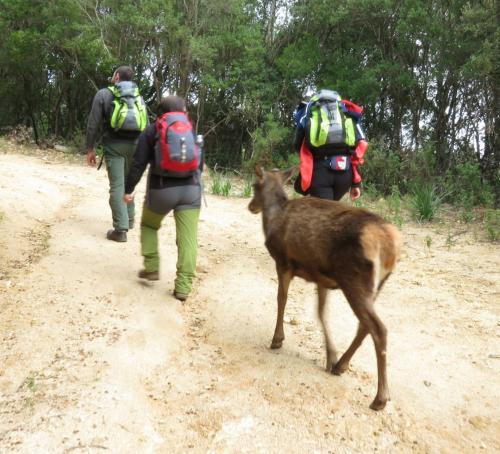 Senderistas con ciervos sardos en el bosque Sette Fratelli de Sinnai