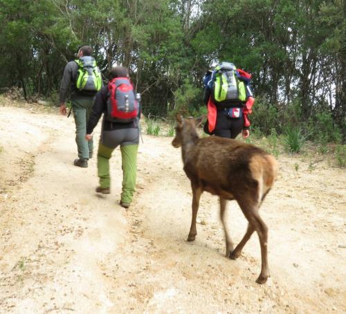 Des randonneurs avec des cerfs sardes dans la forêt de Sette Fratelli à Sinnai