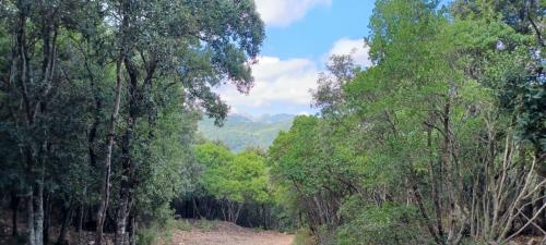 sentiero nella foresta dei Sette Fratelli a Sinnai