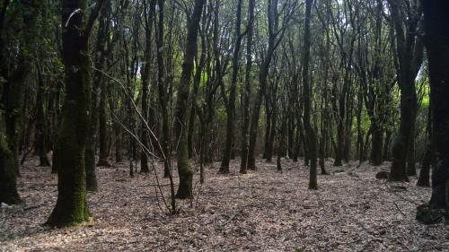 alberi della foresta di Castiadas