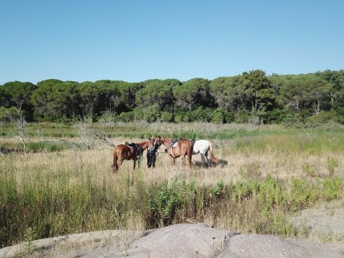 Caballos en el Lago di Baratz