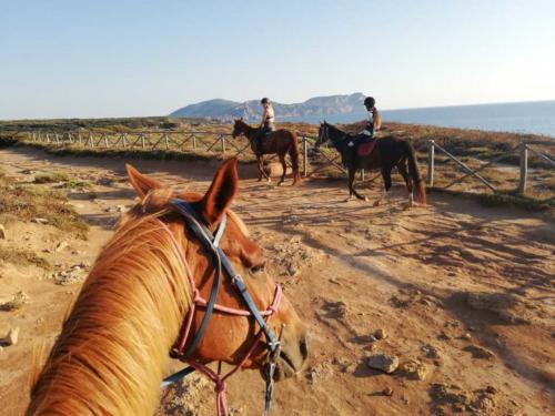 Chevaux et touristes