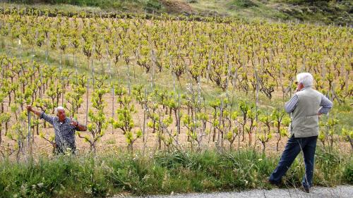 Vineyards in Mamoiada