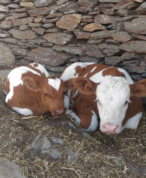 Kuh und Kalb auf dem Bauernhof in Bitti