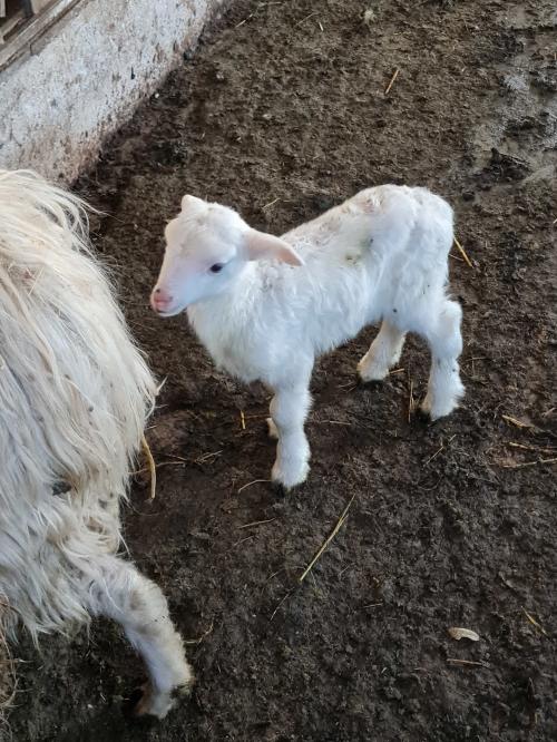 Animali in una fattoria e azienda a Bitti