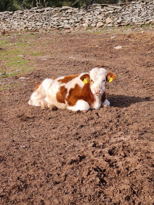 Animali in una fattoria e azienda a Bitti