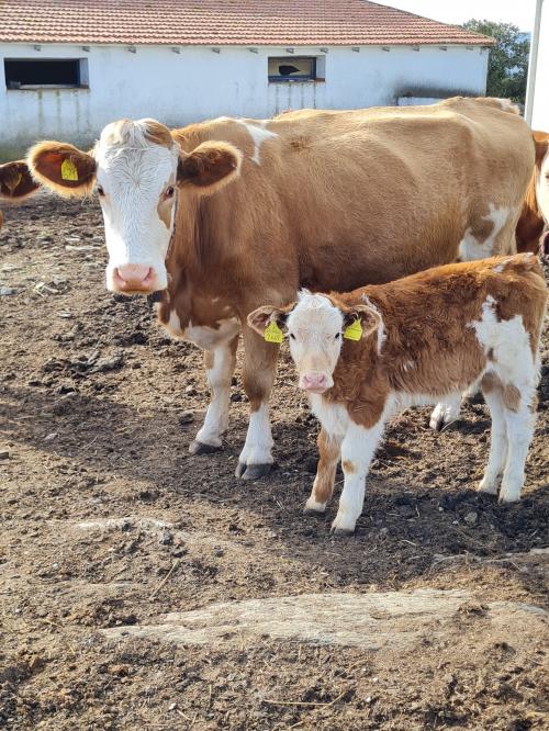 Animali in una fattoria e azienda a Bitti