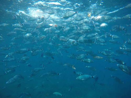 Fische schwimmen im blauen Wasser des Archipels