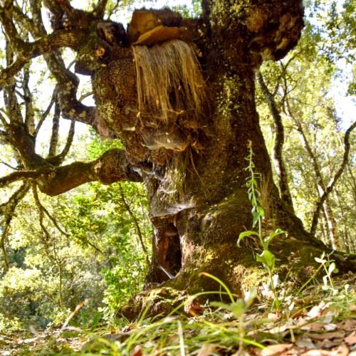 Century-old tree in the Sardinian forest