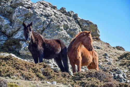 Wild horses on the Gennargentu