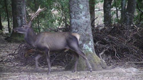 Cerf sarde marchant dans la forêt de Sette Fratelli