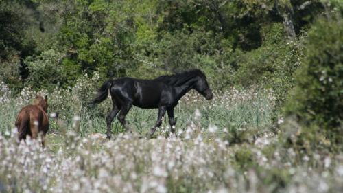 Wild horses in the Giara park in Gesturi