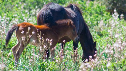 Wild horses eating grass in the Giara park