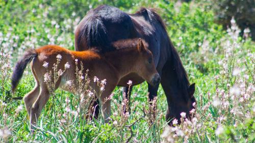 Pferde und Ponys im Pferdemuseum