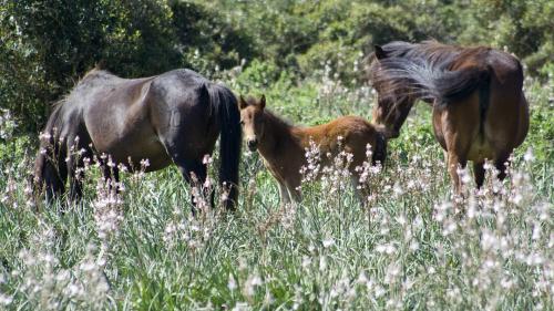 Free horses on a spring day in the Giara Park