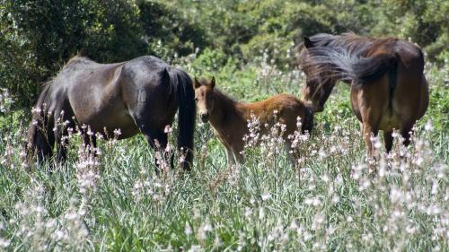 Cavalli liberi al Museo del Cavallino