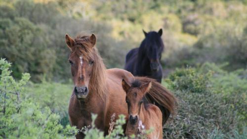 Weidende Pferde und Ponys im Museum von Cavallino