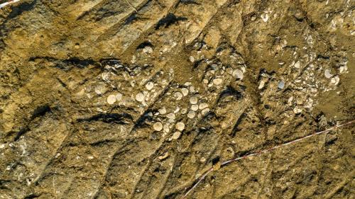 Fossil overview