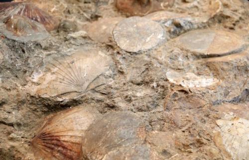 Fossilien