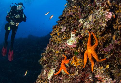 Hiker in the depths of Bosa with starfish