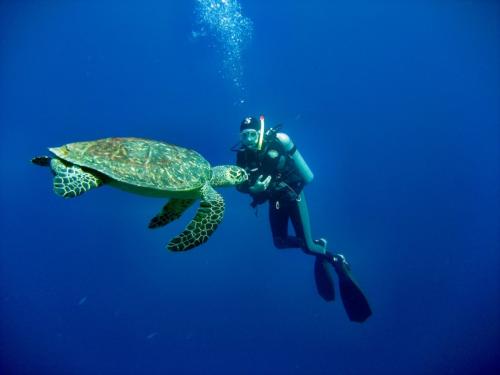 Caminante con tortuga marina en Bosa