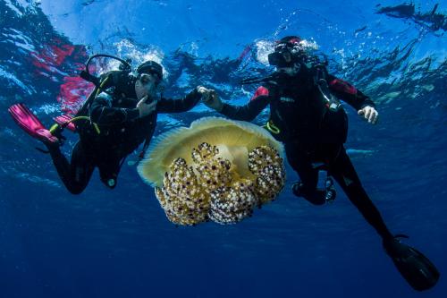 Hikers with giant jellyfish during sea baptism