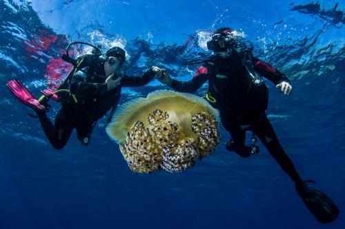 Excursionistas con medusas gigantes durante el bautismo de mar