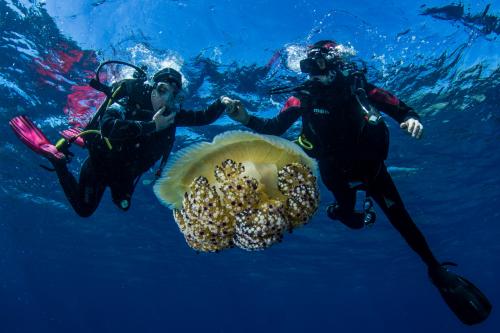 Hikers with giant jellyfish during sea baptism