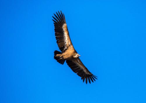 Trekking excursion to Bosa and griffon