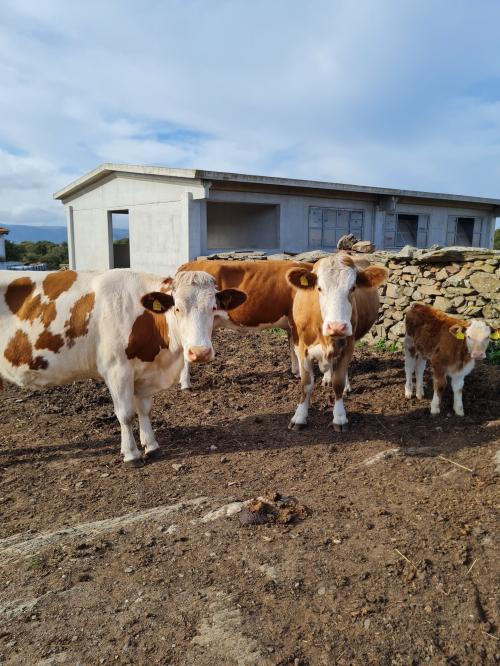 Kühe auf einem Bauernhof in Bitti bei einer Führung