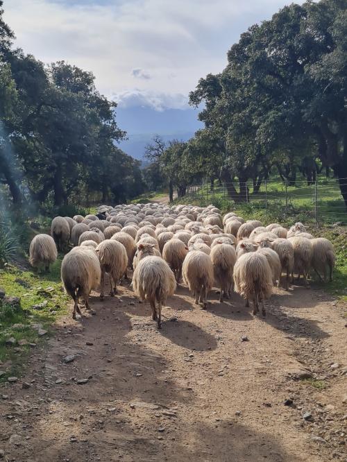 Pastore con gregge di pecore al pascolo a Bitti