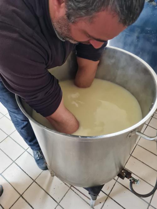 Preparazione del latte per la produzione del formaggio in un'azienda a Bitti