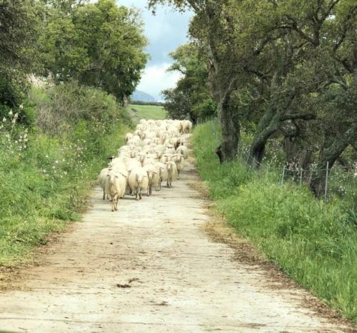 Rebaño de ovejas pastando en Bitti