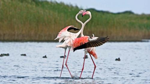 Flamingos spielen