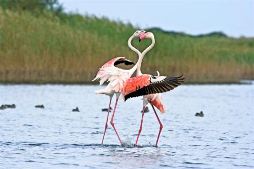 Flamingos in Tuerredda beach