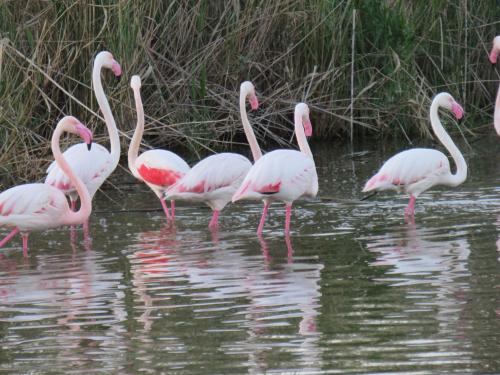 Flamingos in a park in Cagliari