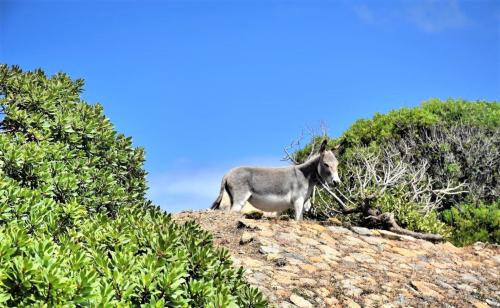 Âne sur l'île d'Asinara