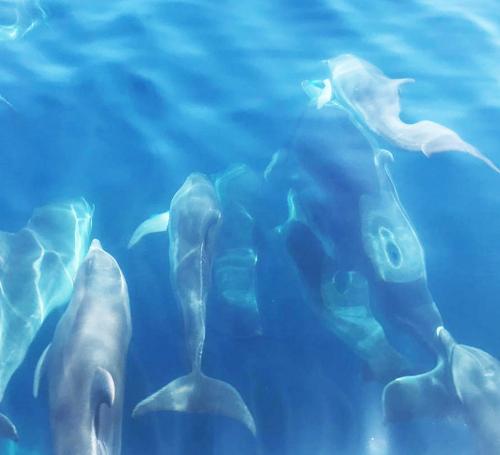 Delfines