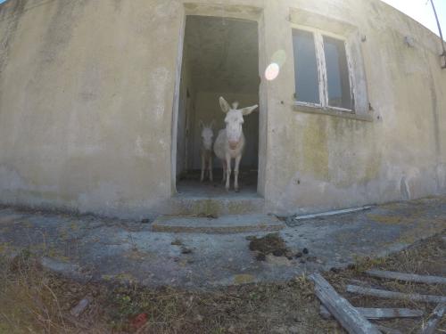 Burro blanco típico de Asinara