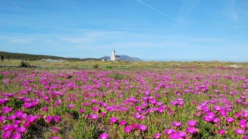 Lighthouse and lawn with purple flowers