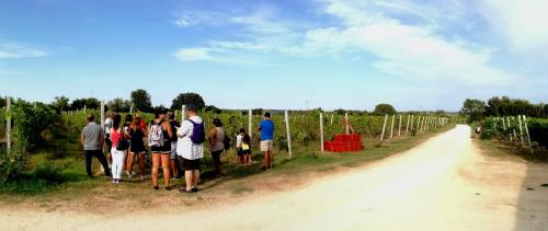 Wanderer die Weinberge besuchen