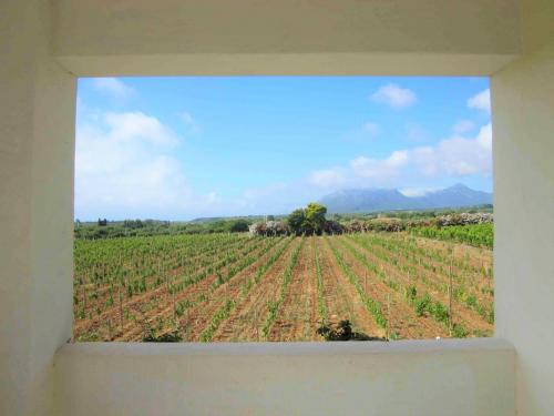 <p>Vista del viñedo en el territorio de Orosei</p><p><br></p>