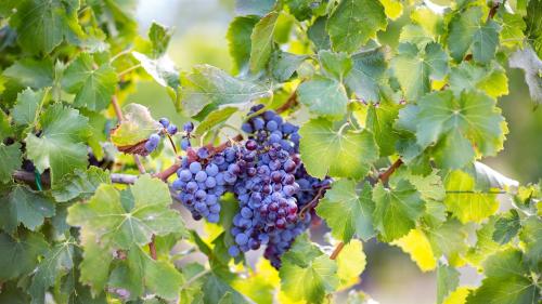 <p>Grapes of a vineyard in Orosei</p><p><br></p>