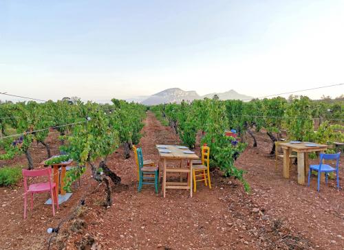 Aperitivo al tramonto tra i vigneti nel territorio di Orosei