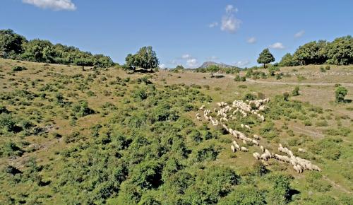 Rebaños de ovejas en la campiña de Barbagia