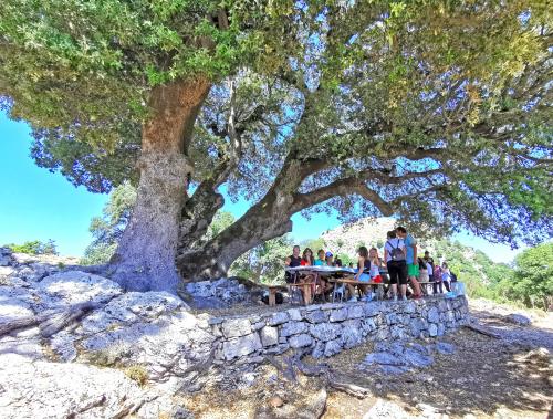 Almuerzo típico sardo con pastores locales en la campiña de Orgosolo