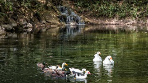 Ducks in the park of Dorgali