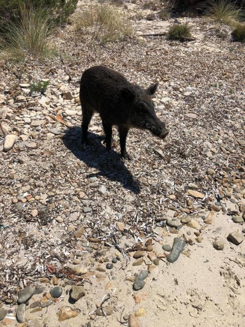 Wildschwein auf der Insel Spargi