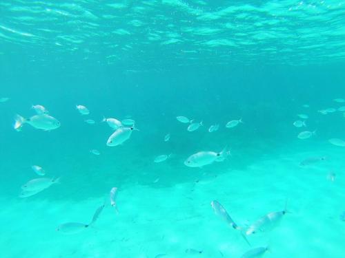 Poissons dans la mer transparente de Corse