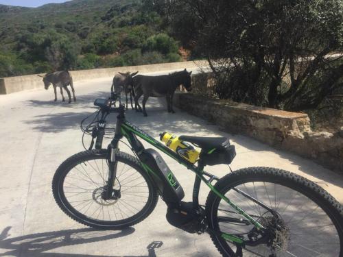 Auf der Insel lebende Fahrräder und Esel